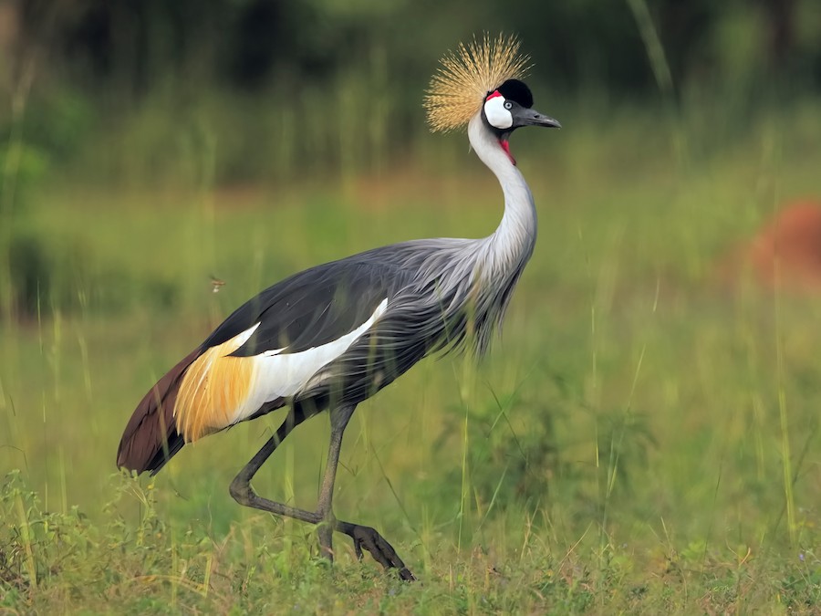 Grey crowned crane Uganda national bird
